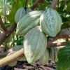 calathea rufibarba calathea rufibarba