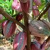 calathea rufibarba calathea rufibarba