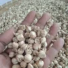 aralia ming cardamom