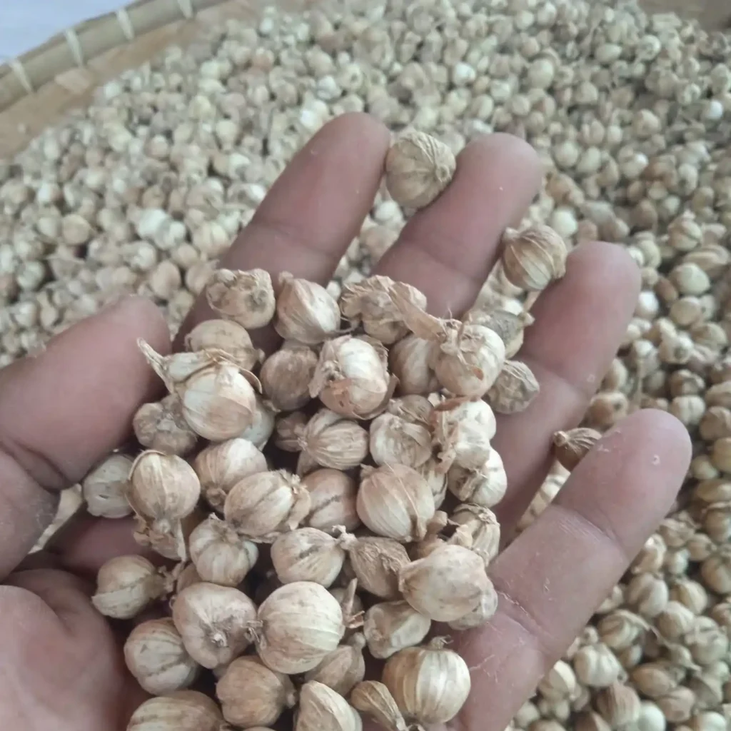 cardamom
