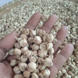 aralia ming cardamom