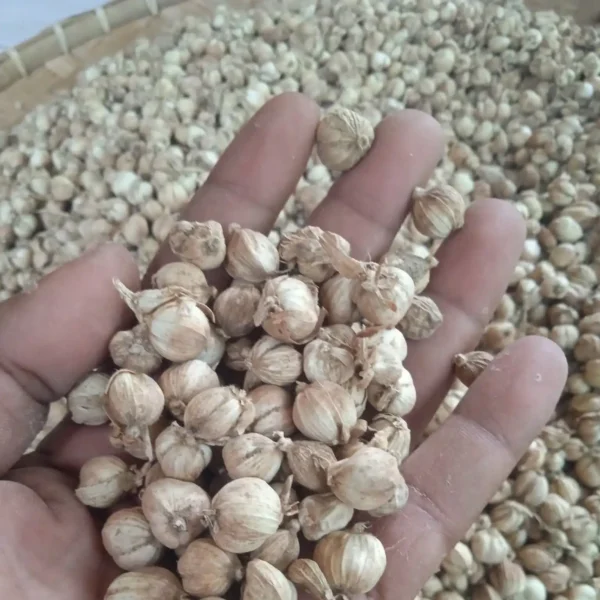 aralia ming cardamom
